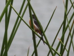 Diglossa brunneiventris