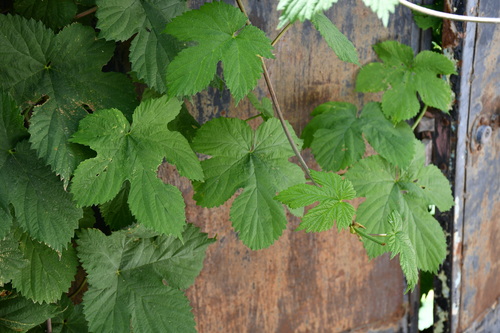 common hops