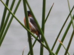 Diglossa brunneiventris