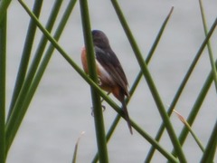 Diglossa brunneiventris