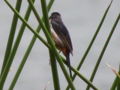 Diglossa brunneiventris