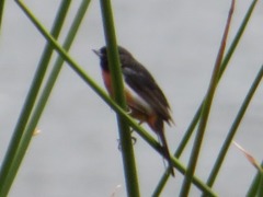 Diglossa brunneiventris