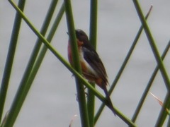 Diglossa brunneiventris