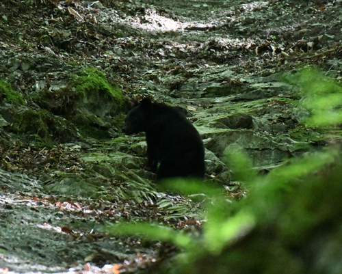 Japanese Black Bear