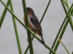 Diglossa brunneiventris