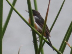 Diglossa brunneiventris