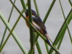 Diglossa brunneiventris