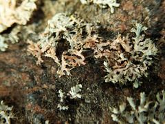 Erythricium aurantiacum