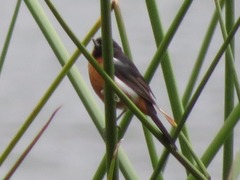 Diglossa brunneiventris