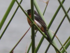 Diglossa brunneiventris