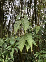 Acer caudatifolium