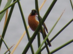 Diglossa brunneiventris