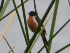 Diglossa brunneiventris