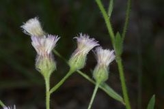 Erigeron acris angulosus