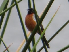 Diglossa brunneiventris