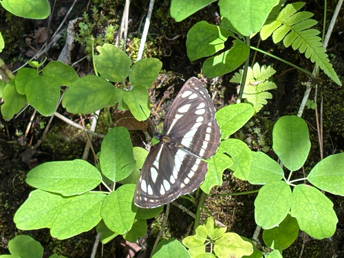 Pallas' Sailer