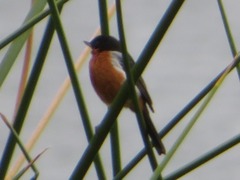 Diglossa brunneiventris