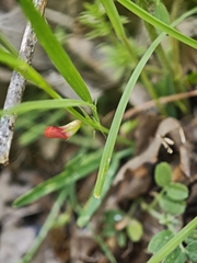 Lathyrus sphaericus, photograph (c) Daniel Heras González, some rights reserved (CC BY)