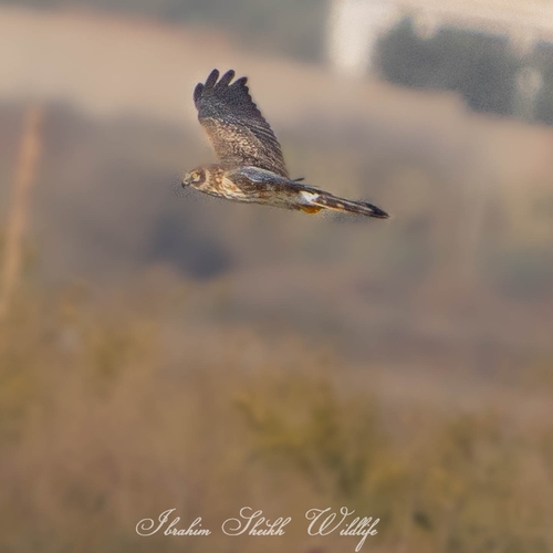 Pallid Harrier