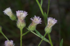 Erigeron acris angulosus