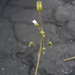Jagged Chickweed - Photo (c) Nate Hartley, some rights reserved (CC BY-NC), uploaded by Nate Hartley