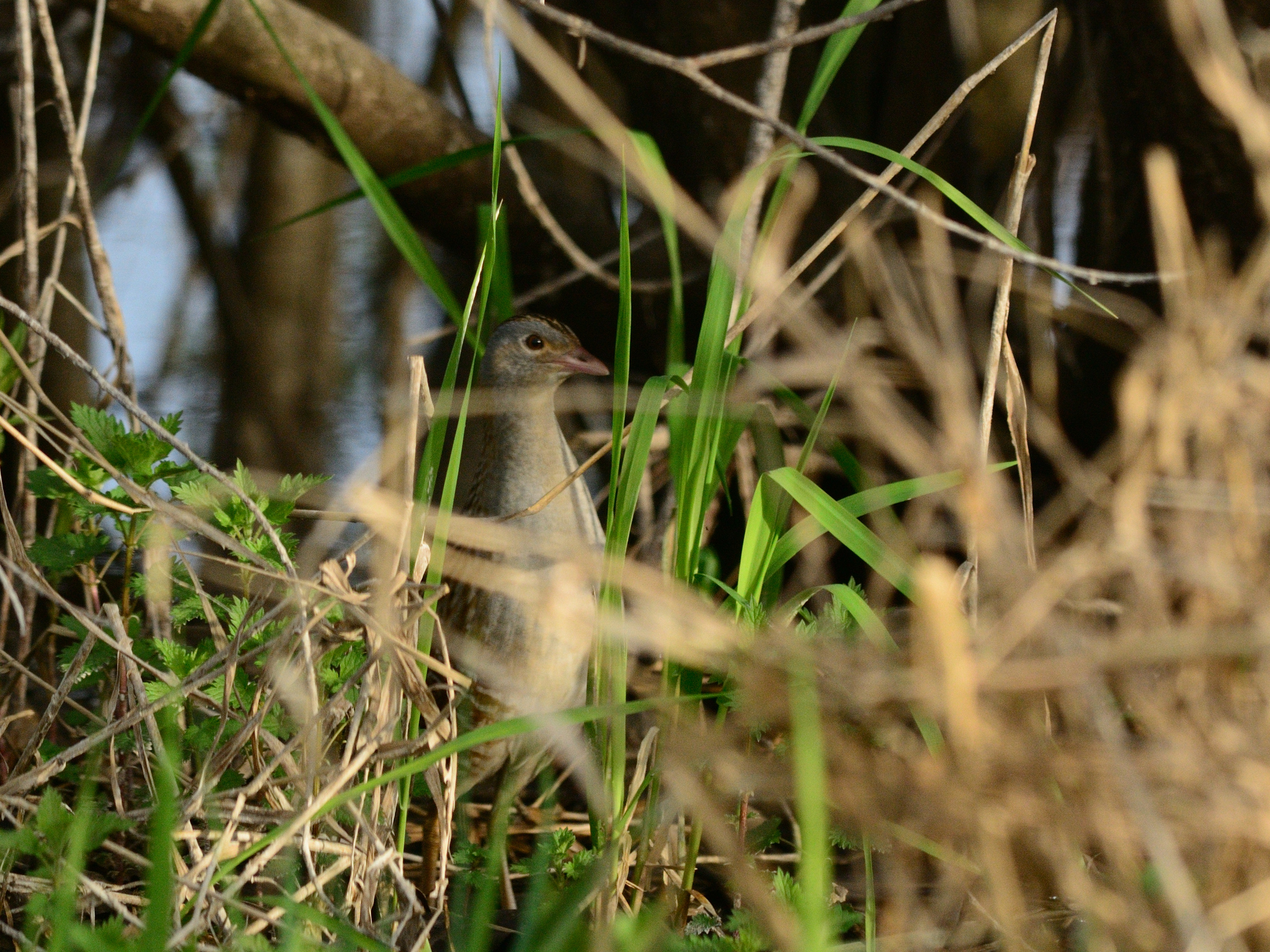 Corn Crake (Crex crex), photo 4