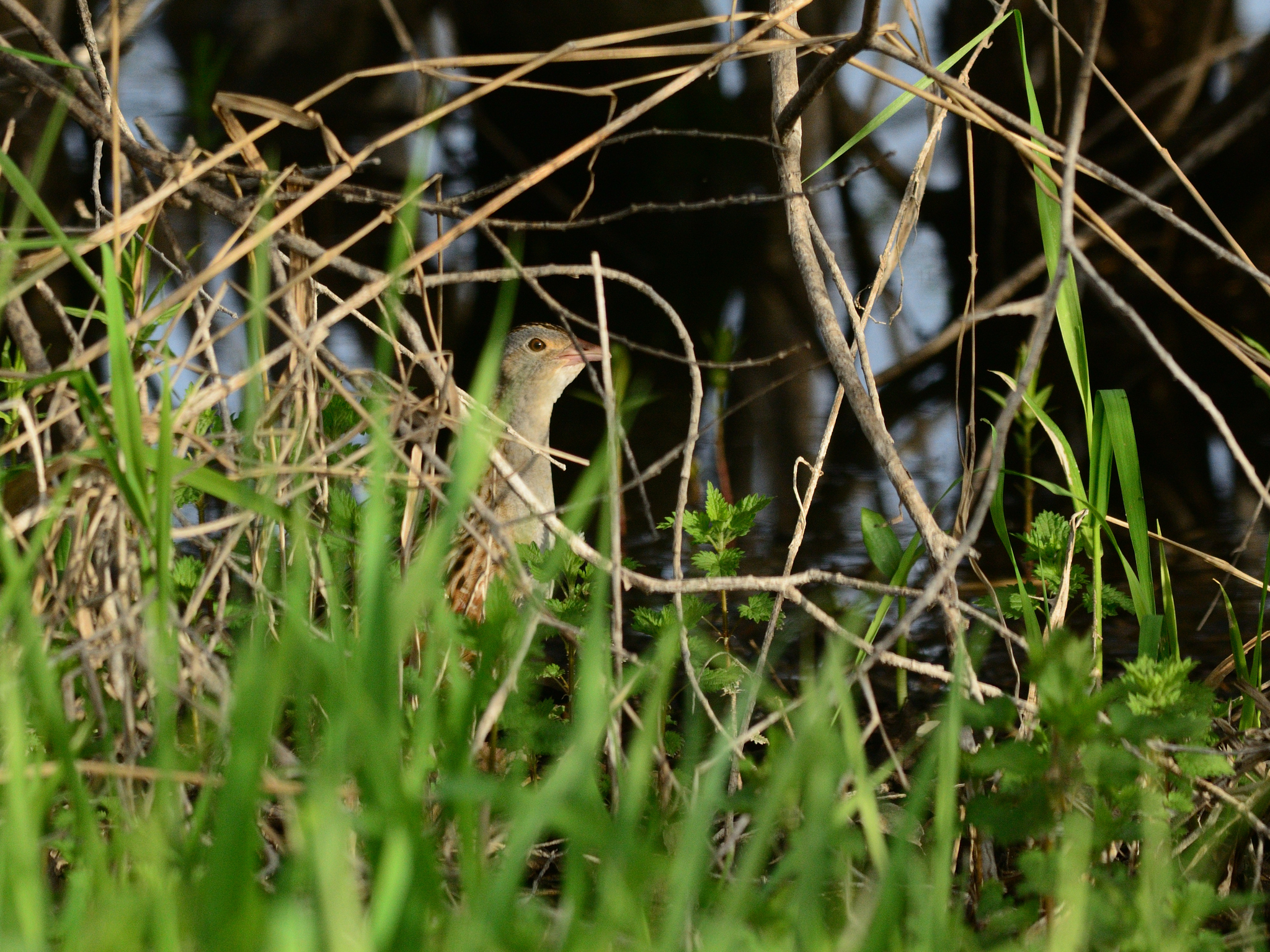 Corn Crake (Crex crex), photo 3