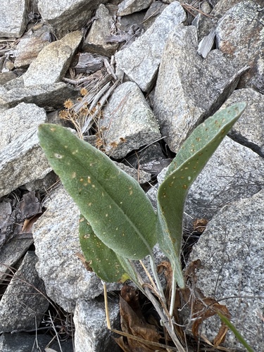 Packera dubia, photograph 3
