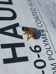 Apis mellifera