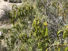 Senna artemisioides artemisioides