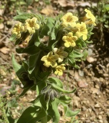 Alkanna pindicola