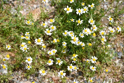 German Chamomile