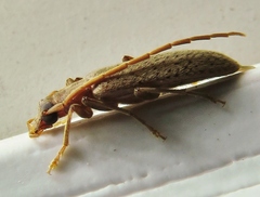 Sparedrus aspersus
