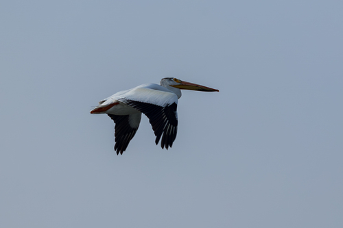 American White Pelican photographed in Michigan