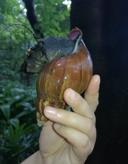 Lissachatina fulica
