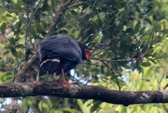 Buteogallus schistaceus