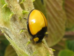 Mononeda ostrina