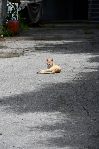 Domestic Cat