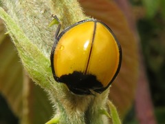 Mononeda ostrina