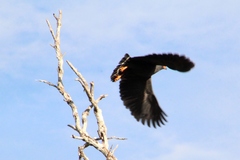 Buteogallus schistaceus