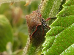 Metcalfiella