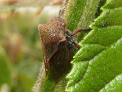 Metcalfiella