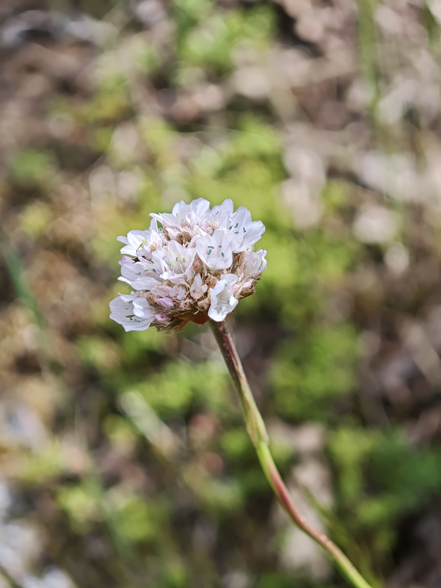 Armeria arenaria