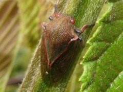 Metcalfiella