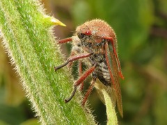 Metcalfiella