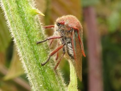 Metcalfiella