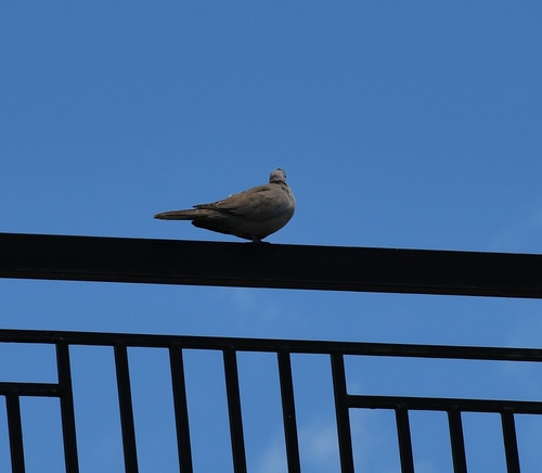 Eurasian Collared-Dove