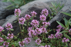 Thymus evenkiensis
