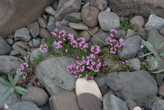 Thymus evenkiensis