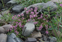 Thymus evenkiensis